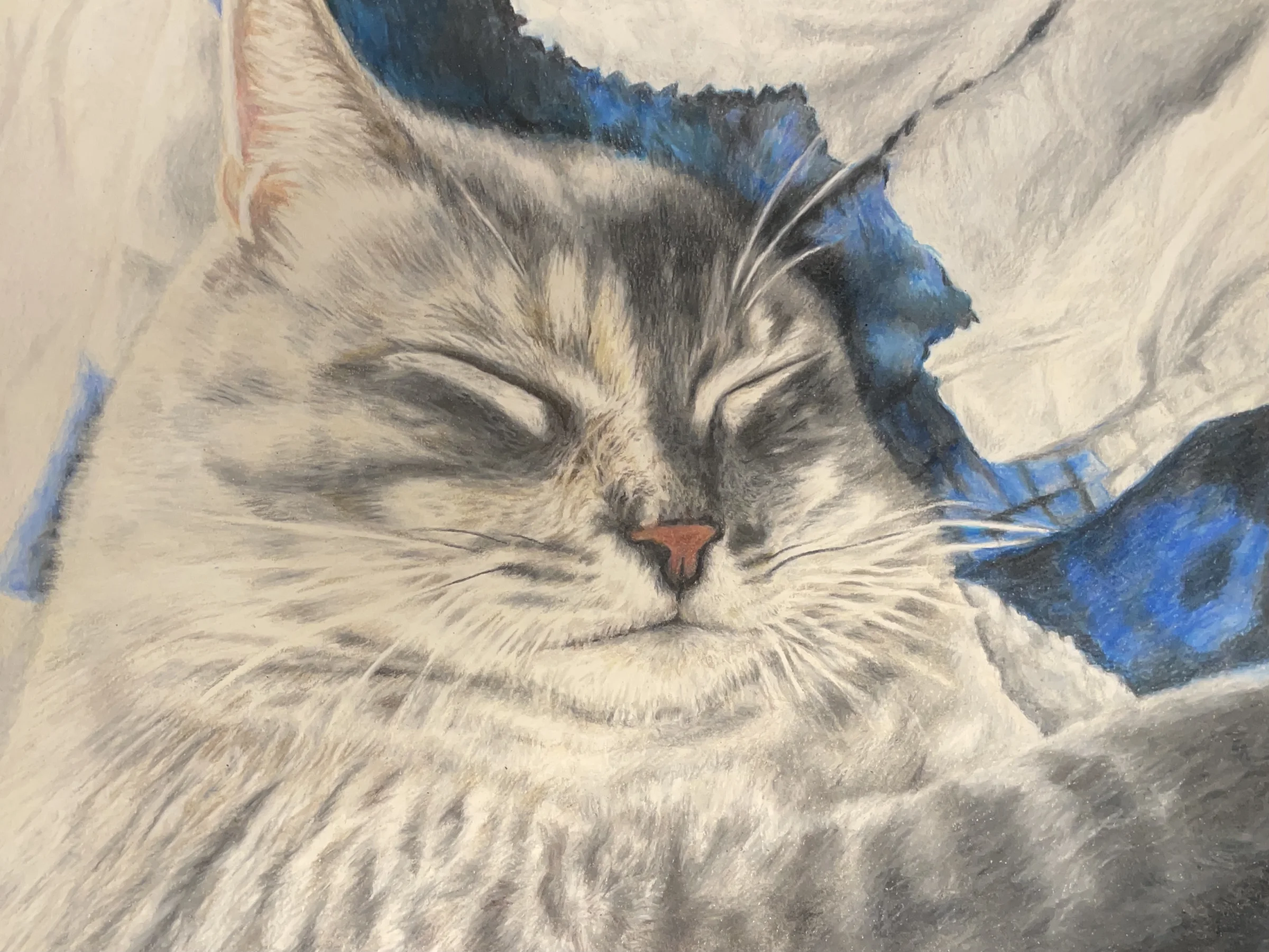 The Isolation Cat