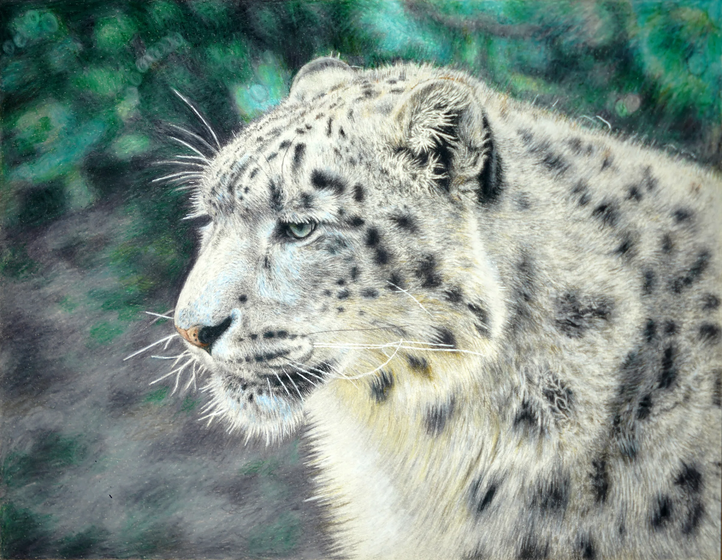 The Resilient Snow Leopard